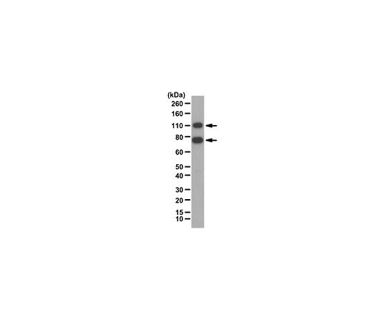 62-8461-49 Anti-NF-E2-related factor 2 Antibody ABE413 アズワン NEW得価