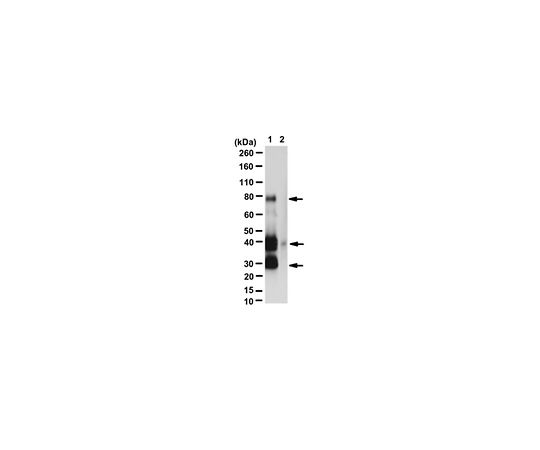 Anti-GAL4 (activation domain)