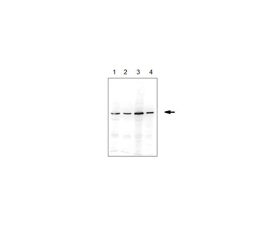 62-8462-99 Anti-ERp57 Antibody ABE1032 アズワン 通販格安