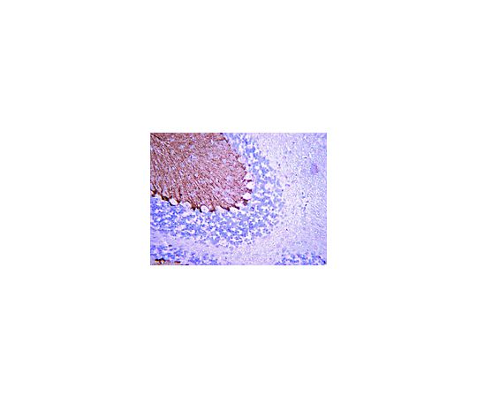 Anti-Brain-Lipid Binding protein; 100 μg