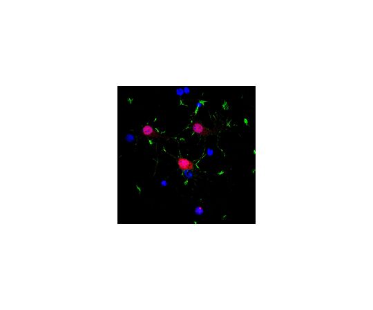 Anti-NeuN (rabbit polyclonal); 100 μg