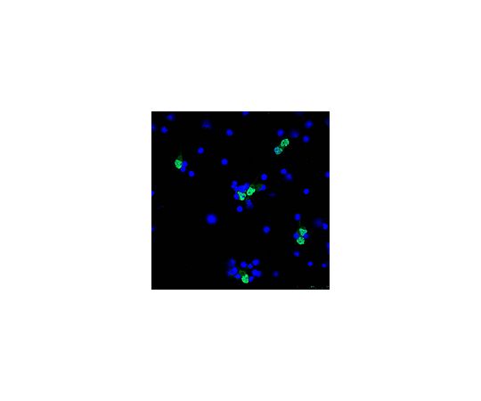 Anti-NeuN (rabbit polyclonal), Alexa Fluor(R) 488 Conjugate; 100 μL