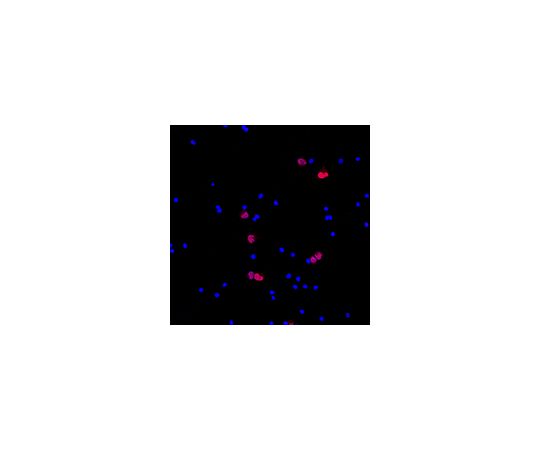 Anti-NeuN (rabbit polyclonal), Cy3 Conjugate; 100 μL