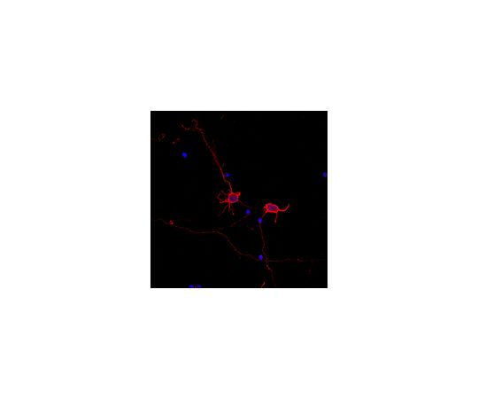 Neuro-Chrom(TM) Pan Neuronal Marker - Rabbit; 100 μL
