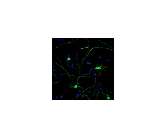 Neuro-Chrom(TM) Pan Neuronal Marker - Rabbit, Alexa488 Conjugate; 100 μL