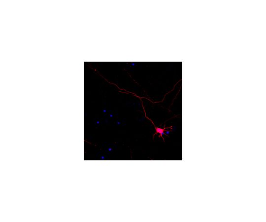 Neuro-Chrom(TM) Pan Neuronal Marker - Rabbit, Cy3 Conjugate; 100 μL