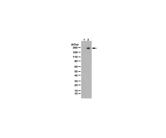 Anti-phospho-KDR/FLK-1/VEGFR2 (Tyr1059)