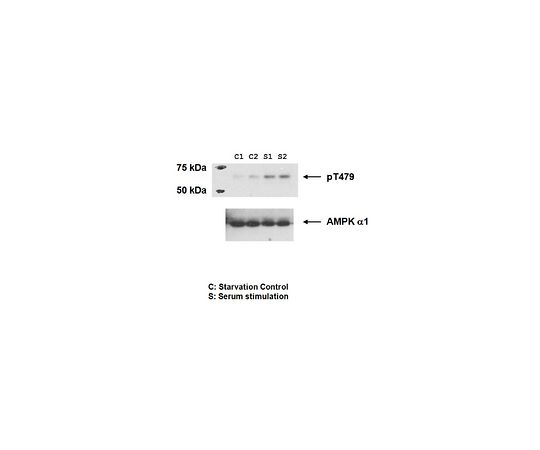 Anti-phospho-AMPK alpha-1 Antibody, （Thr479） ABS981