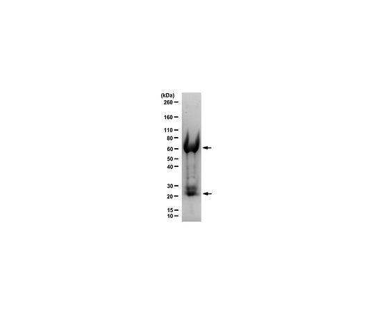 Normal Chicken IgY Antibody, purified AC146