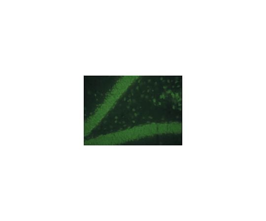 62-8476-72 Donkey anti-Mouse IgG FITC conjugate Species Adsorbed: H R B Eq Gt Sh Rb Ch Gp; 500 μg AP192F