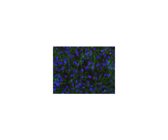 Sheep Anti-Rabbit IgG Antibody, Cy5 conjugate