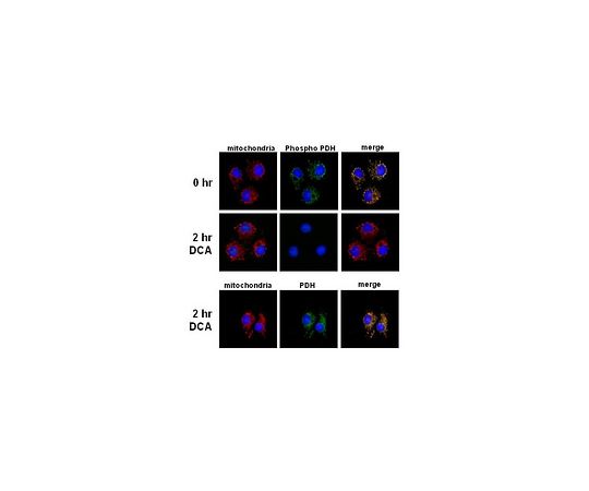 PhosphoDetect(TM) Anti-PDH-E1α (pSer293) Rabbit pAb