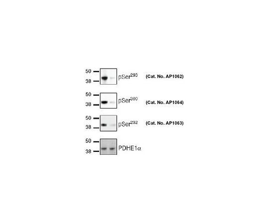 PhosphoDetect(TM) Anti-PDH-E1a (pSer232) Rabbit pAb