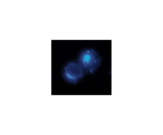 62-8477-85 CaspaTag Pan-Caspase In Situ Assay Kit, Fluorescein; 100 assays APT400