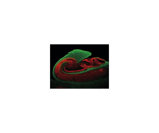 Anti-Synaptophysin, clone SP15; 100 μL