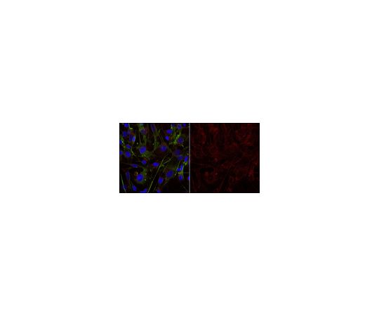 Anti-Galactocerebroside Antibody, clone mGalC Antibody, Alexa Fluor（R） 555 conjugate MAB342-AF555