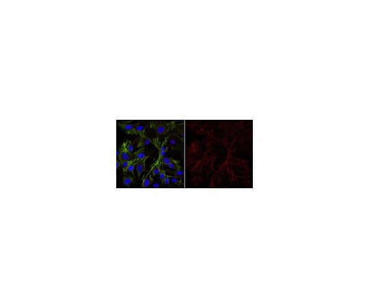 Anti-Galactocerebroside Antibody, clone mGalC Antibody, Alexa Fluor（R） 647 conjugate MAB342-AF647