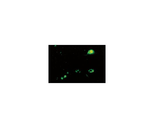 Anti-Enterovirus 71, cross-reacts with Coxsackie A16, clone 422-8D-4C-4D; 100 μL MAB979