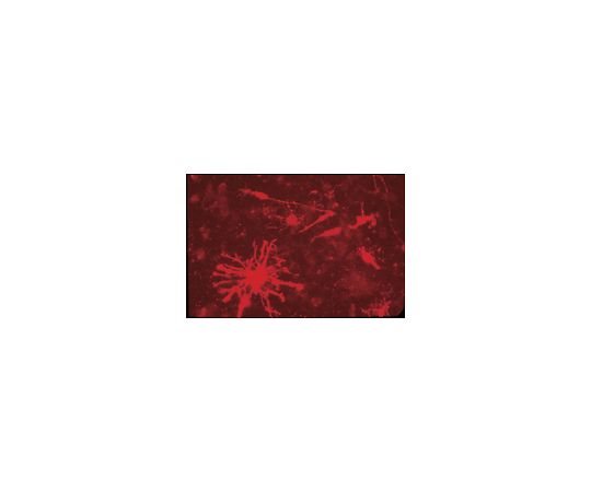 Anti-Chondroitin Sulfate Proteoglycan, Core Protein Epitope, clone Cat-315; 100 μL