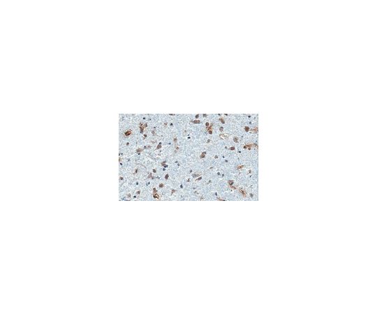 Anti-Integrin αVβ3 Antibody, clone 27.1 (VNR-1) (Azide Free)