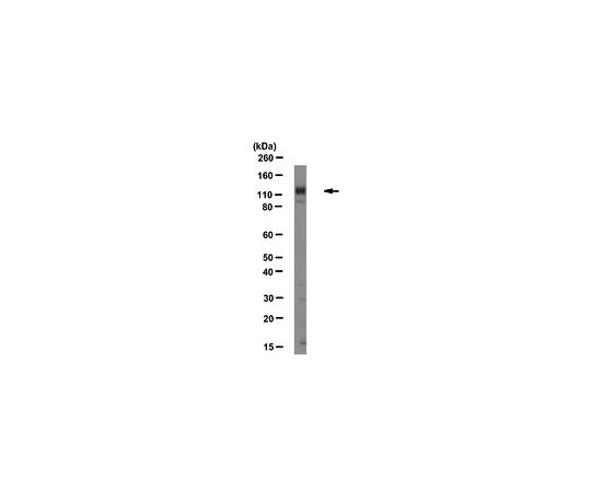 Anti-Integrin Alpha1, Clone FB12, Azide Free; 100 μg
