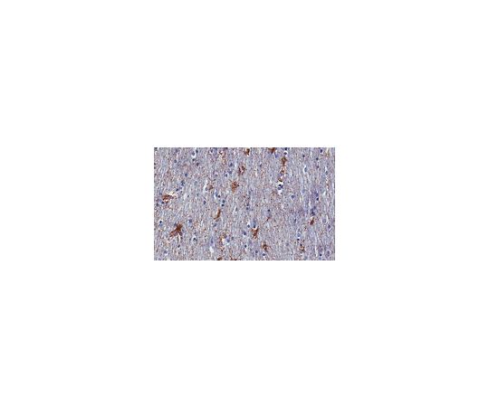 Anti-APC Antibody, CT, clone C-APC Antibody 28.9, Ascites Free