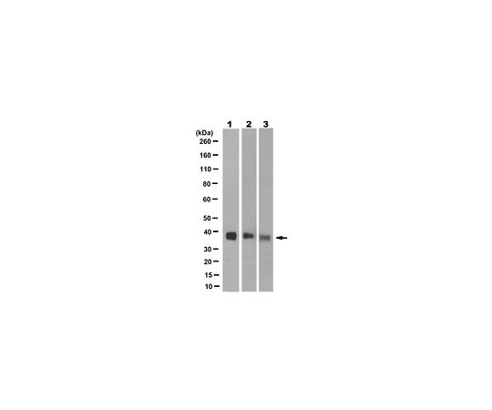 Anti-Synaptophysin Antibody, clone SY38