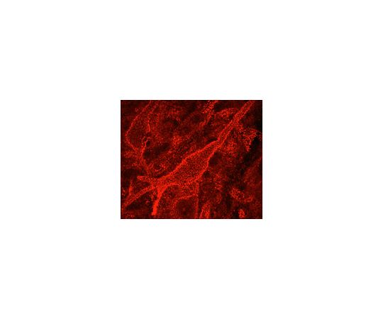 Anti-Chondroitin Sulfate Proteoglycan, Brain (core protein), clone Cat-301; 100 μg
