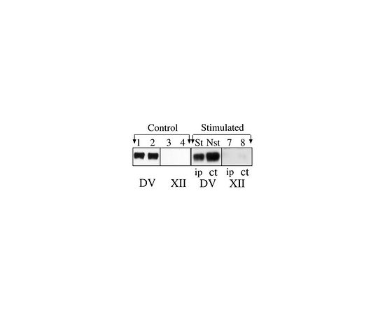Anti-Polysialic Acid-NCAM, clone 2-2B; 50 μL