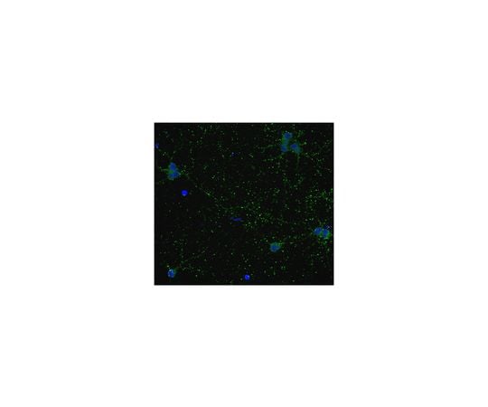 Anti-GAD67, clone 1G10.2, Biotin Conjugate; 100 μL