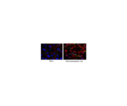 Anti-Caspase3 (active form) Antibody, clone 3D9.3