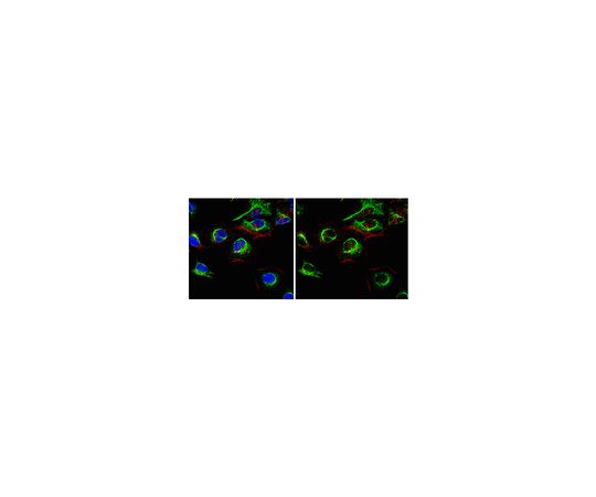 Anti-Caspase-8 (active form p18 subunit), clone 2B12.1; 200 μg