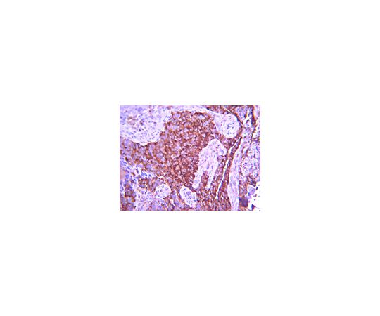 Anti-Integrin Alpha4, Clone P1H4, Azide Free; 100 μg