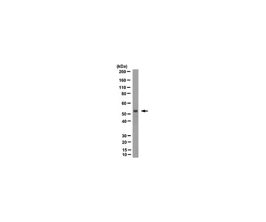 Anti-Cas9 Antibody, clone 6F7