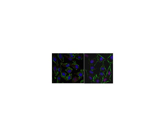 Anti-EGR1 Antibody, clone 16A10.1 MABC1023