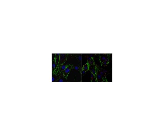Anti-EGR1 Antibody, clone 16A10.1 MABC1023