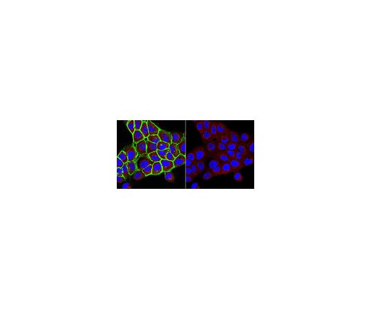 Anti-UDP-Galactose Transporter Antibody, clone 1H10.1