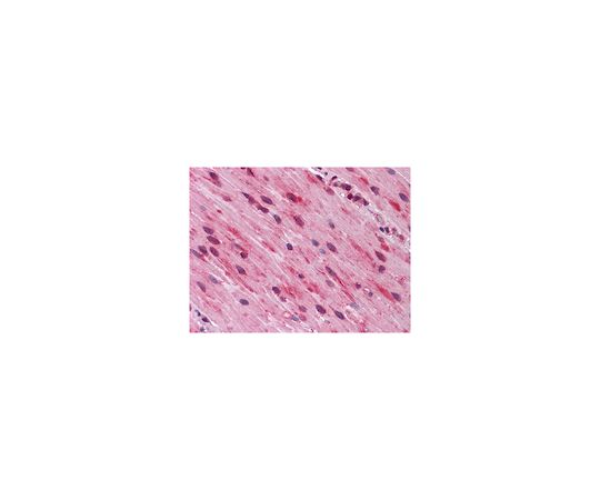 Anti-GATA Antibody3, clone 7B5