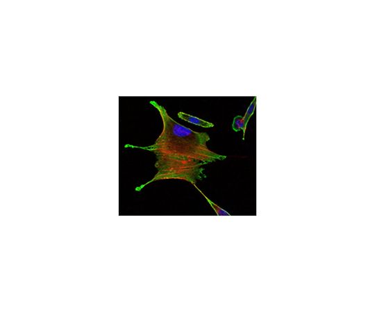 Anti-BMR2, clone 3F6