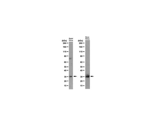 62-8505-33 Anti-SNAI1 Antibody clone 10H4.1 MABE167 アズワン 即納好評