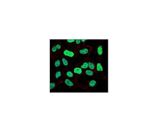 Anti-E3 ubiquitin-protein ligase UHRF1, clone 7C8