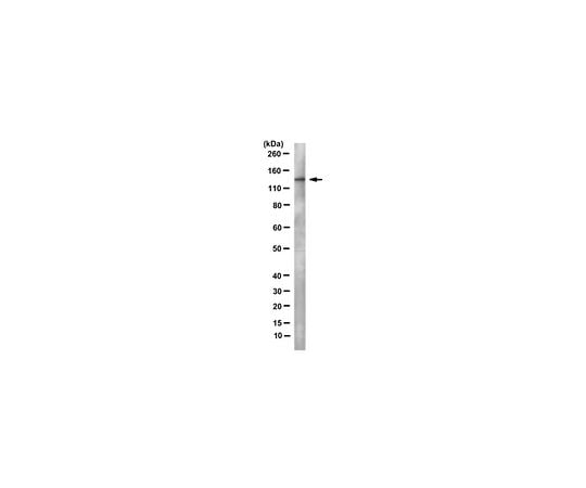 62-8507-83 Anti-DNA polymerase delta p125 Antibody clone 11E10.1 MABE967 アズワン 超特価