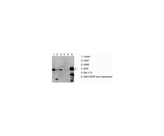 62-8508-54 Anti-HOIP RNF31 Antibody clone 1CB2 MABE1122 アズワン 低価超激安