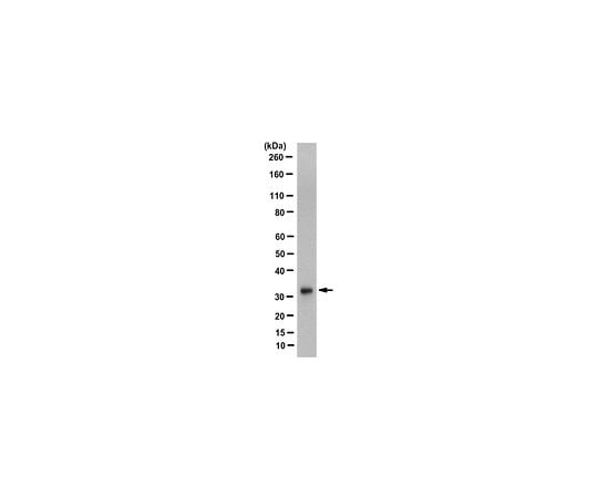 Anti-DEXRAS1 Antibody, clone 4B11.1 MABN313