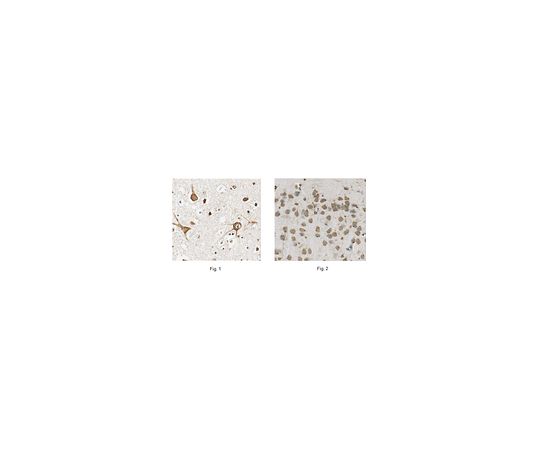 Anti-FIS1, Clone 4D1.1