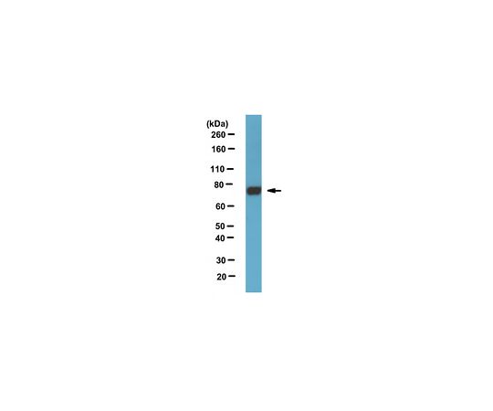 Anti-Paris/ZNF746 Antibody, clone N196/16