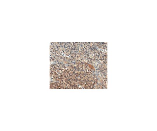 Anti-Neurophysin 2/NP-AVP Antibody, clone PS 41