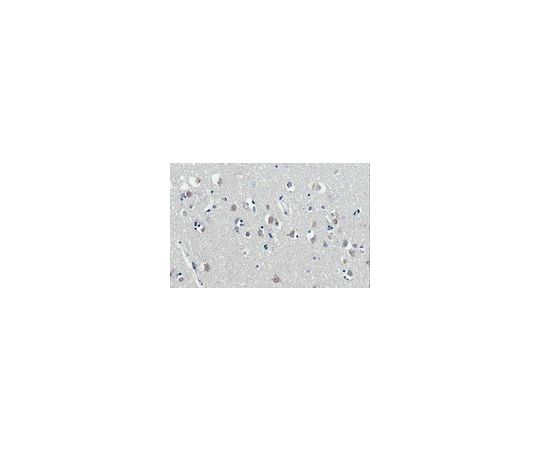 Anti-Kallikrein 6/KLK6 Antibody, clone E24 MABN873