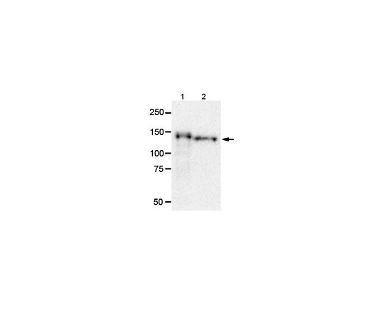 Anti-NB-2/Cntn5 Antibody, clone 1A6 MABN877
