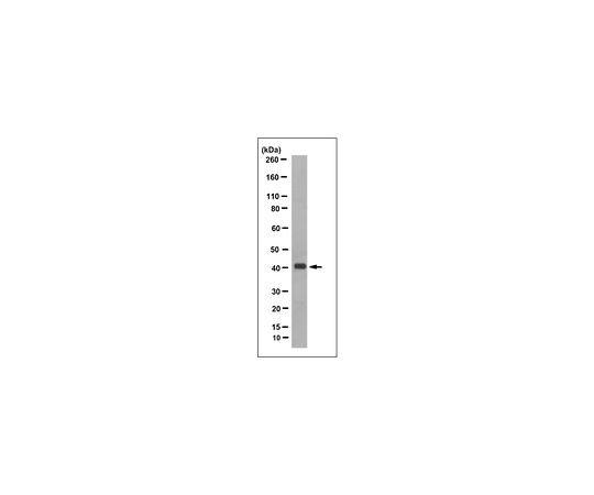 Anti-Olfactory Receptor 10G4 Antibody, clone 6C11.1